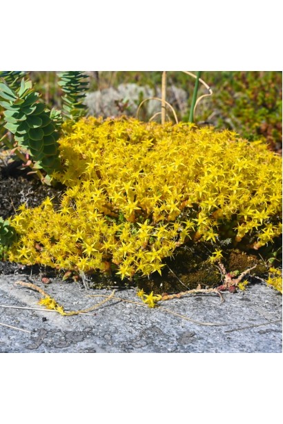 Очиток желтый